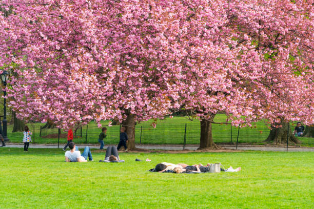 Thus parks for picnics and relaxation are very important in your life as they help you balance work and leisure. Are you planning a picnic in New York? Then keep reading this article.